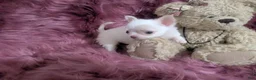 Chihuahua dogs for sale: Priscilla LC  Apple Head    Videos  - Ad 5