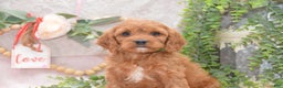 Cavapoo dogs for sale: Janson - Ad 2