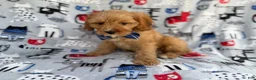Cavapoo dogs for sale: Conner - Ad 6