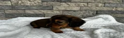 Miniature Dachshund dogs for sale: Rex - Ad 6