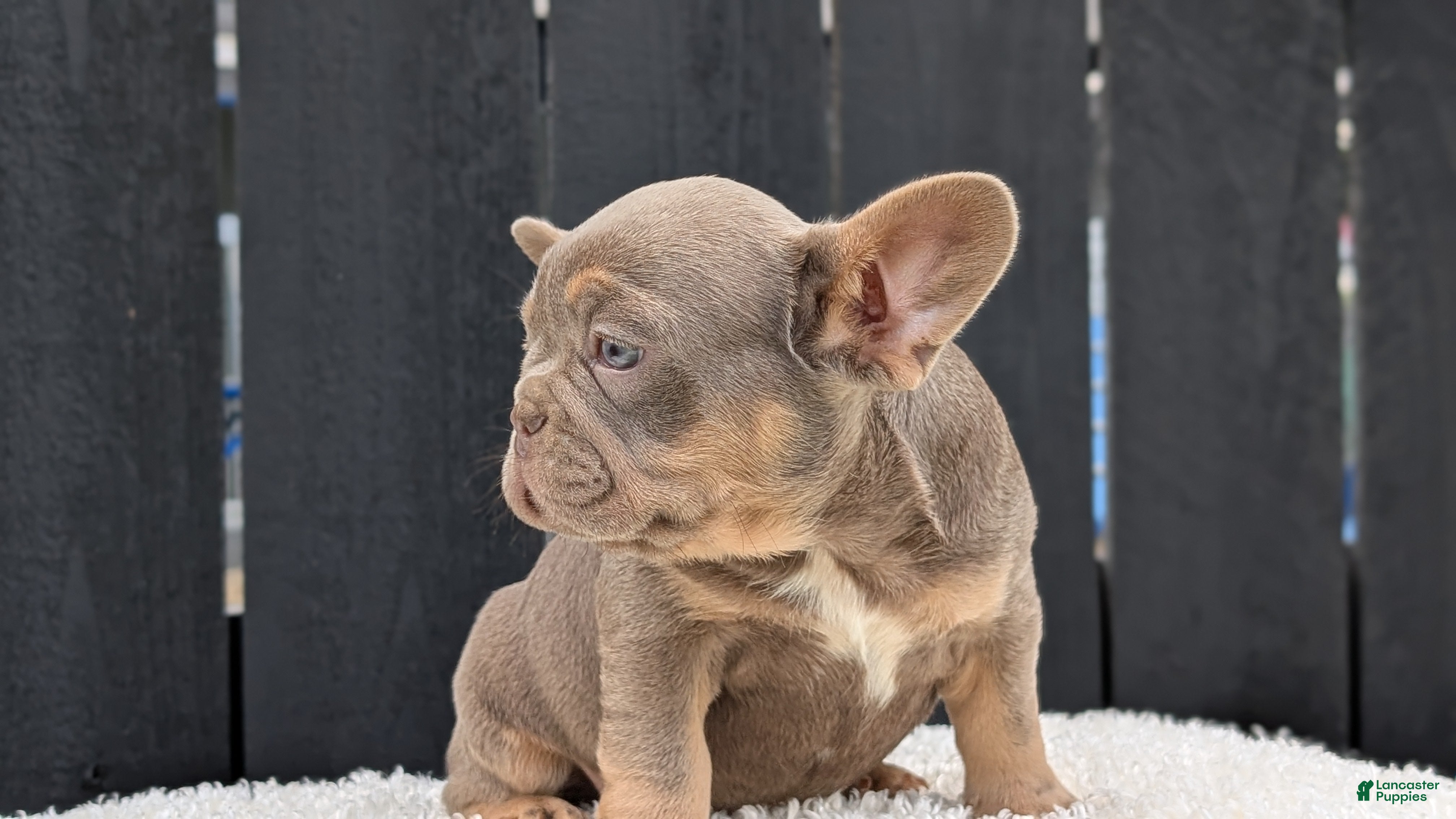 French Bulldog dogs Yoda - Ad 2