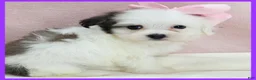 Maltipoo dogs for sale: Maggie - Ad 2