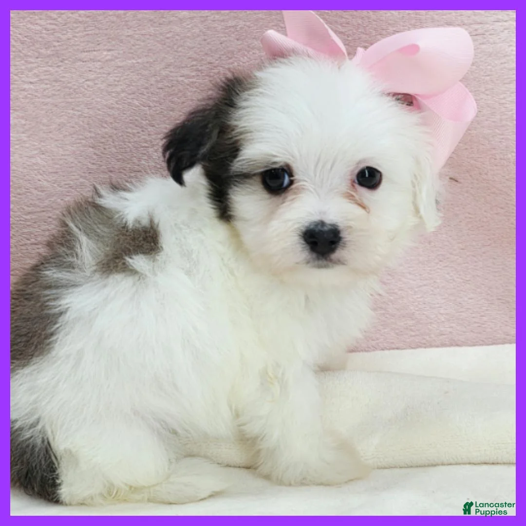 Maltipoo dogs for sale: Maggie - Ad 2