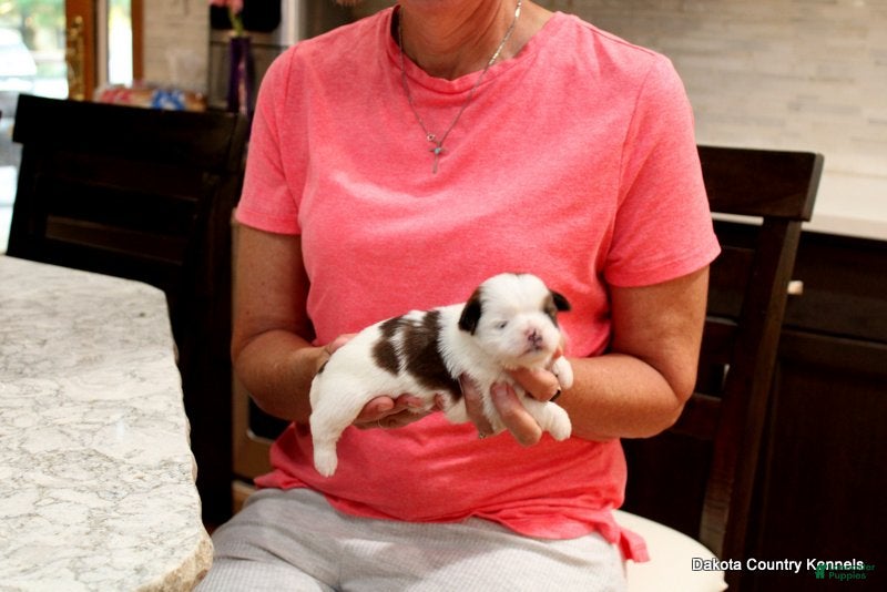Malshi dogs Bella - Ad 2