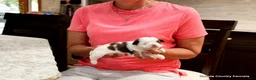 Malshi dogs for sale: Bella - Ad 2