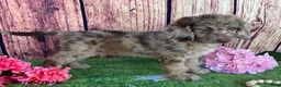 Miniature Labradoodle dogs for sale: Sunshine - Ad 9