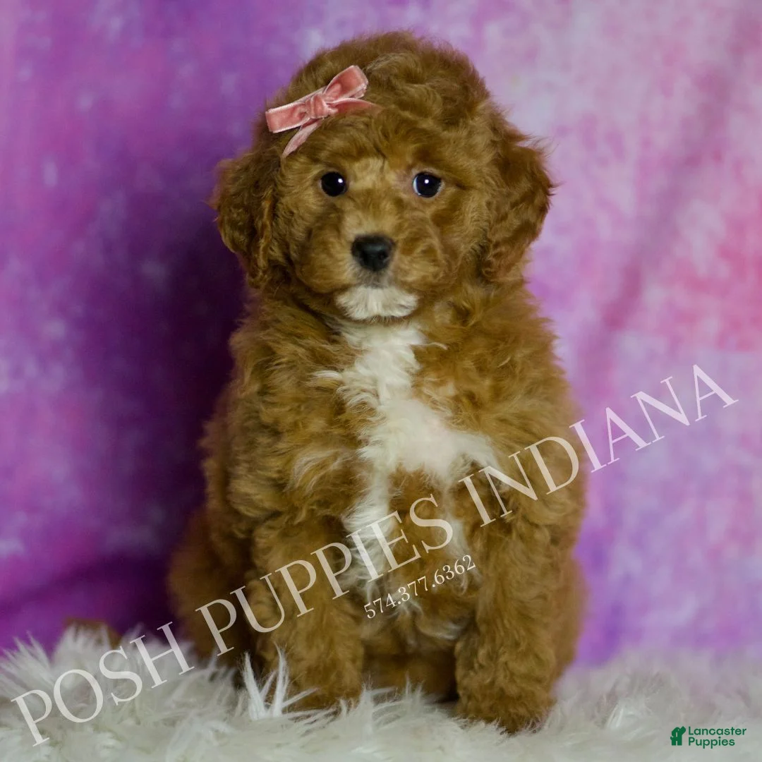 Mini Goldendoodle dogs for sale: Tulip - Ad 3