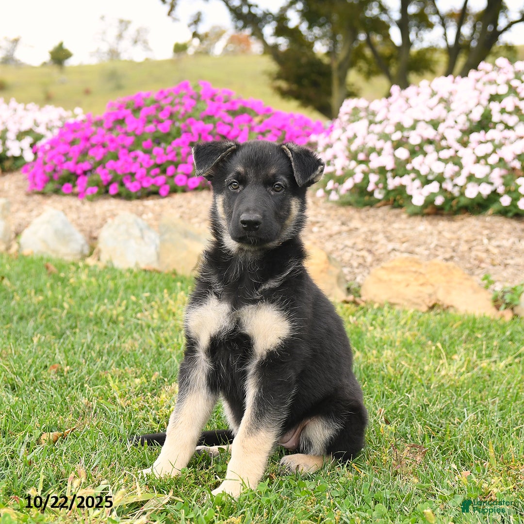 German Shepherd dogs for sale: Kiwi - Ad 2