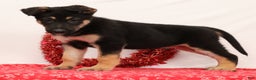 German Shepherd dogs for sale: Marco - Ad 4