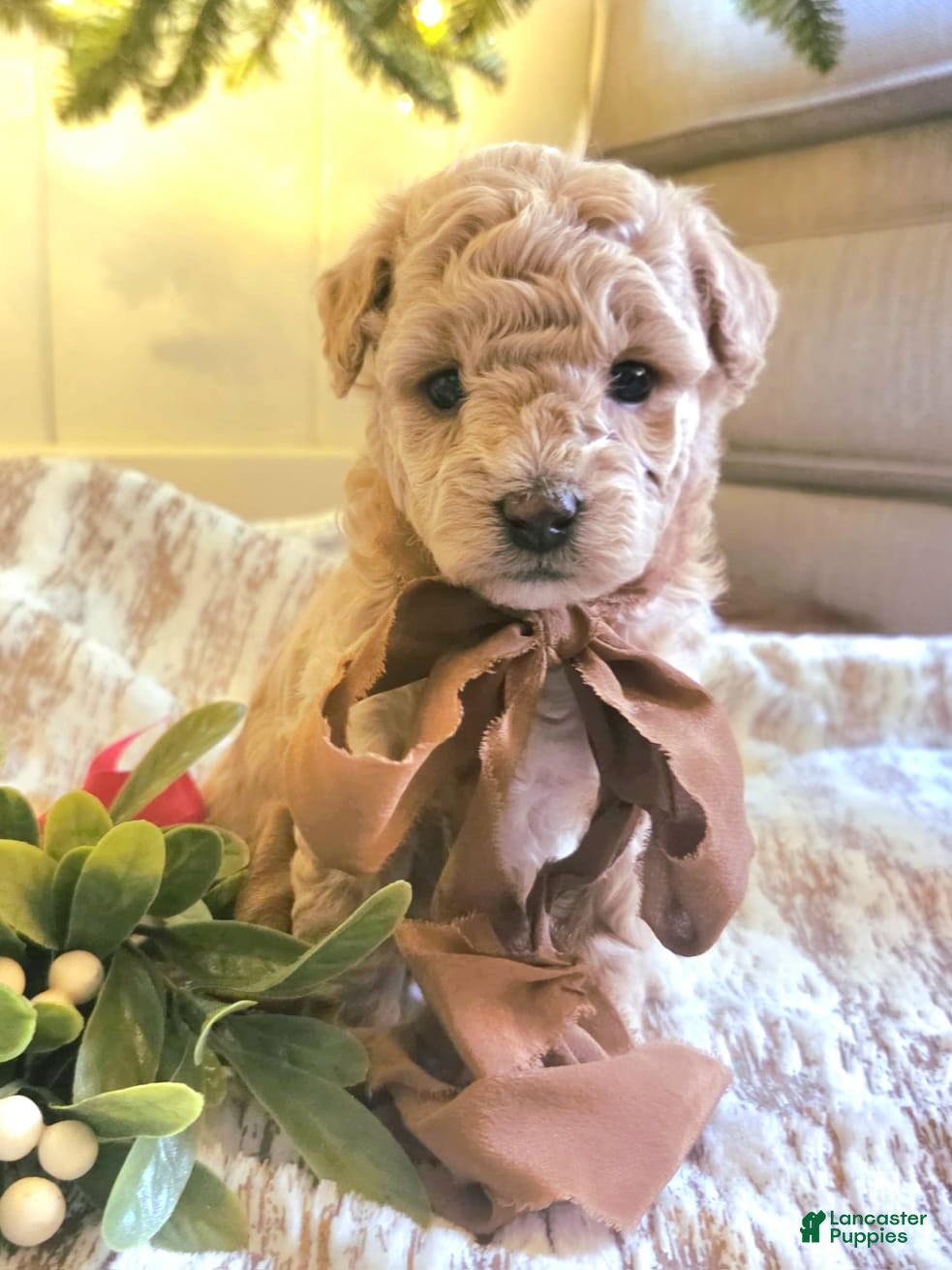 Maltipoo dogs Noelle - Ad 3