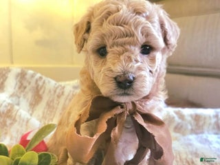 Maltipoo dogs Noelle - Ad 10