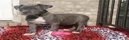 American Bully dogs for sale: "SNOOP DOGG" / BLUE NOSE - Ad 5