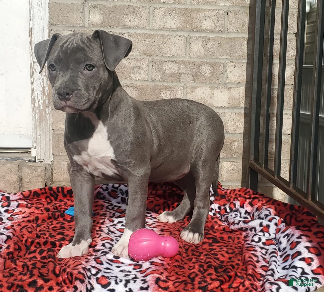 American Bully dogs for sale: "SNOOP DOGG" / BLUE NOSE - Ad 5