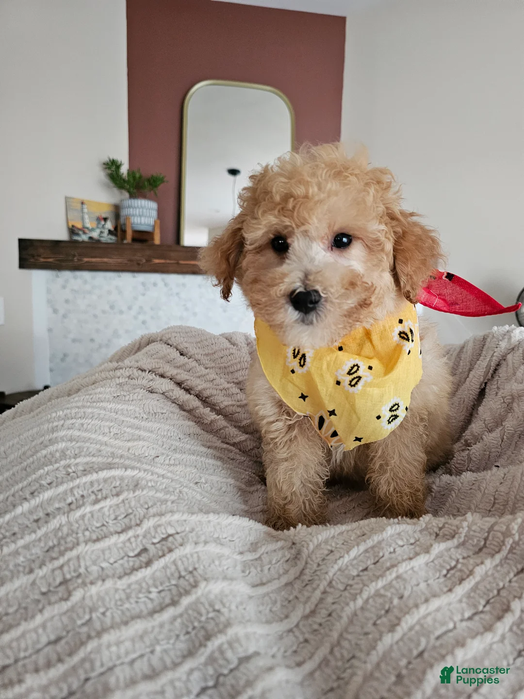 Mini Goldendoodle dogs for sale: Leo – F1BB Mini Goldendoodle Male – Ready Now - Ad 6