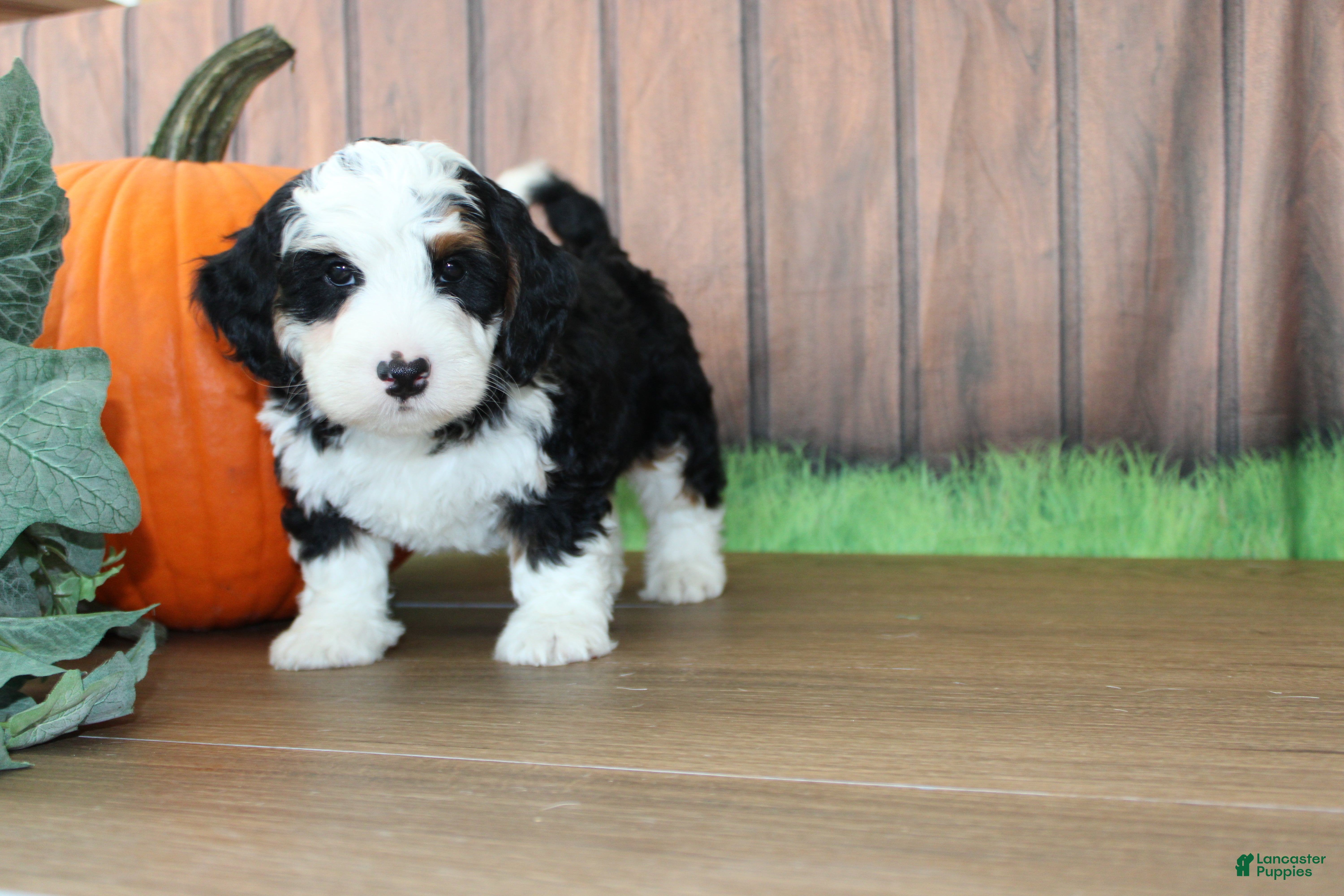 Mini Bernedoodle dogs Mini Bernedoodle 1 - Ad 2