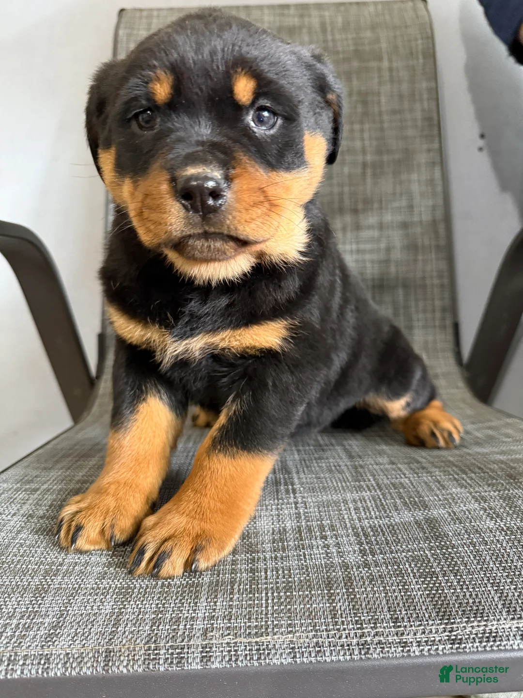 Rottweiler dogs for sale: Lacie - Ad 13