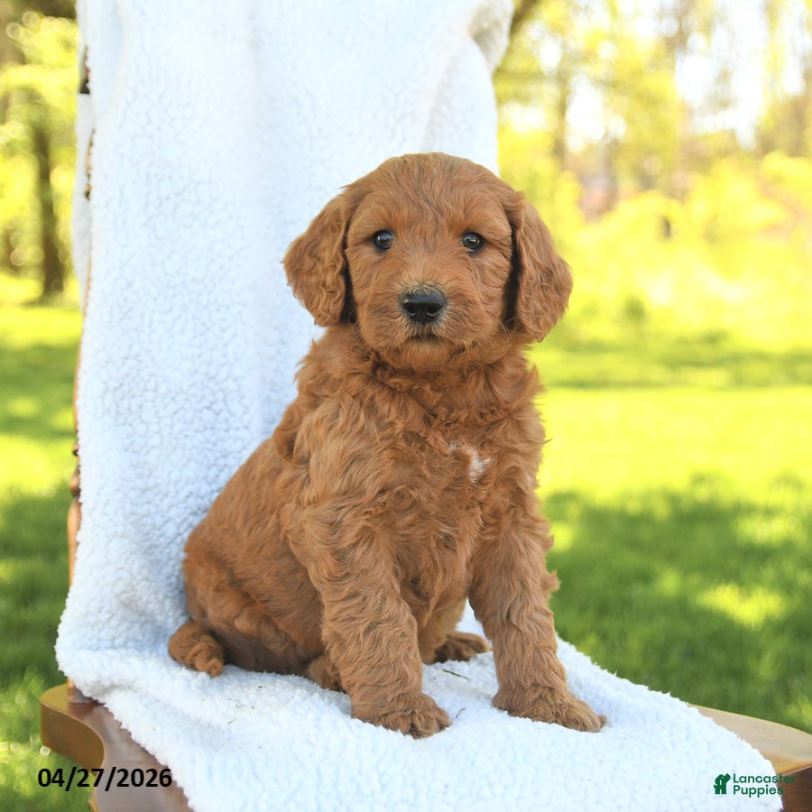 Goldendoodle dogs Charlie - Ad 1