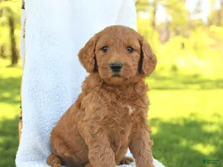 Goldendoodle dogs for sale: Charlie - Ad 4