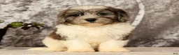 Havapoo dogs for sale: Snickers - Ad 8