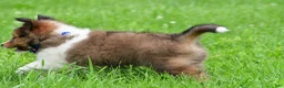 Shetland Sheepdog dogs for sale: Kevin - Ad 7
