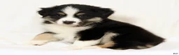 Miniature Australian Shepherd dogs for sale: Lucy - Ad 7