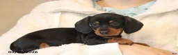 Miniature Dachshund dogs for sale: Ava  - Ad 4
