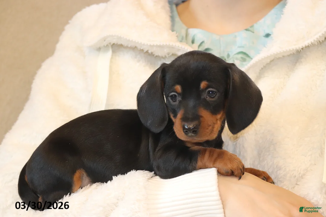Miniature Dachshund dogs for sale: Ava  - Ad 4