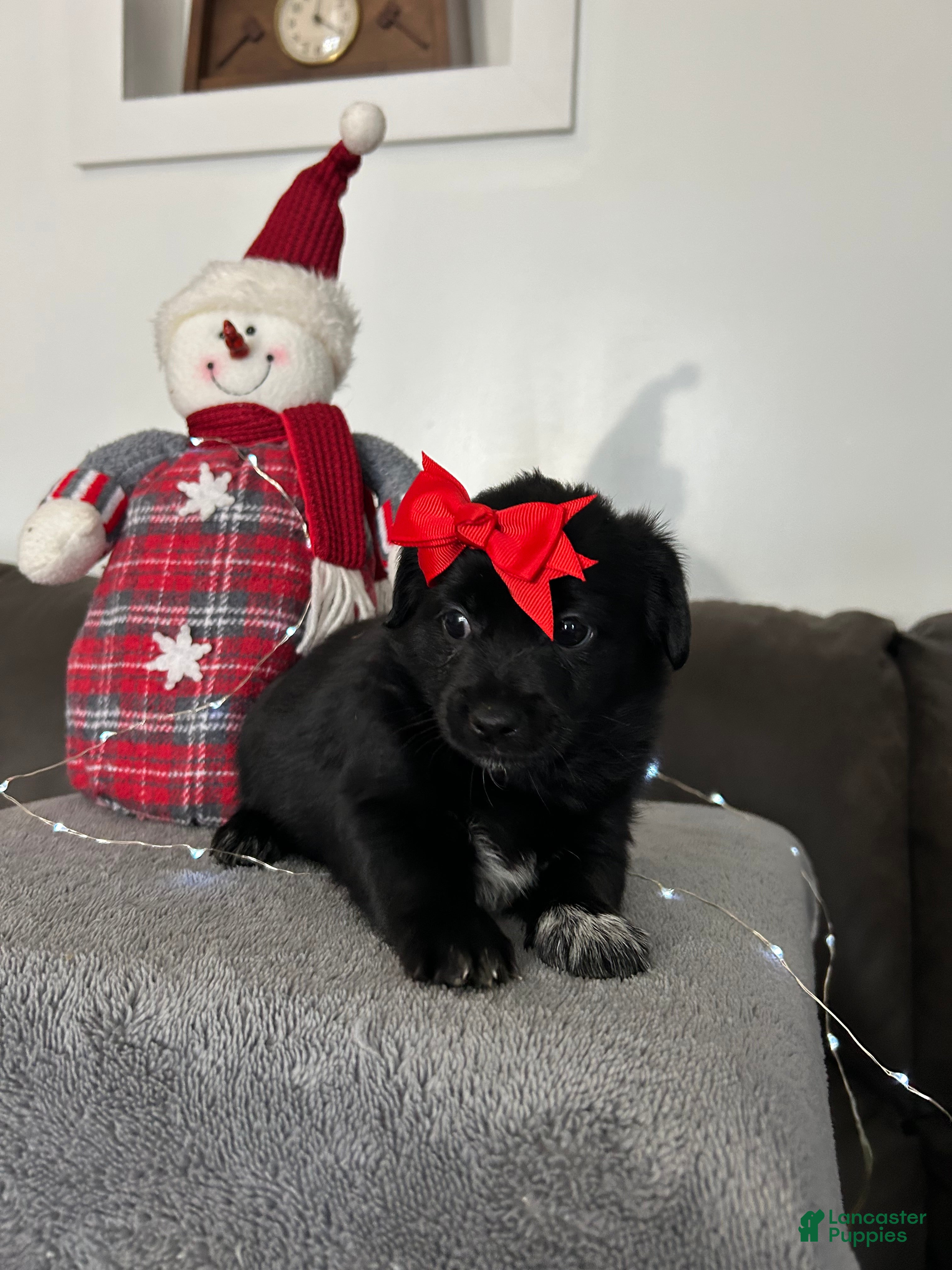 Mixed Breed dogs Ember - Ad 8