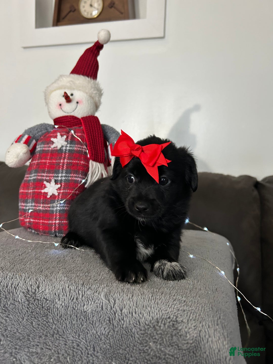 Mixed Breed dogs for sale: Ember - Ad 1