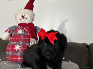 Mixed Breed dogs Ember - Ad 10