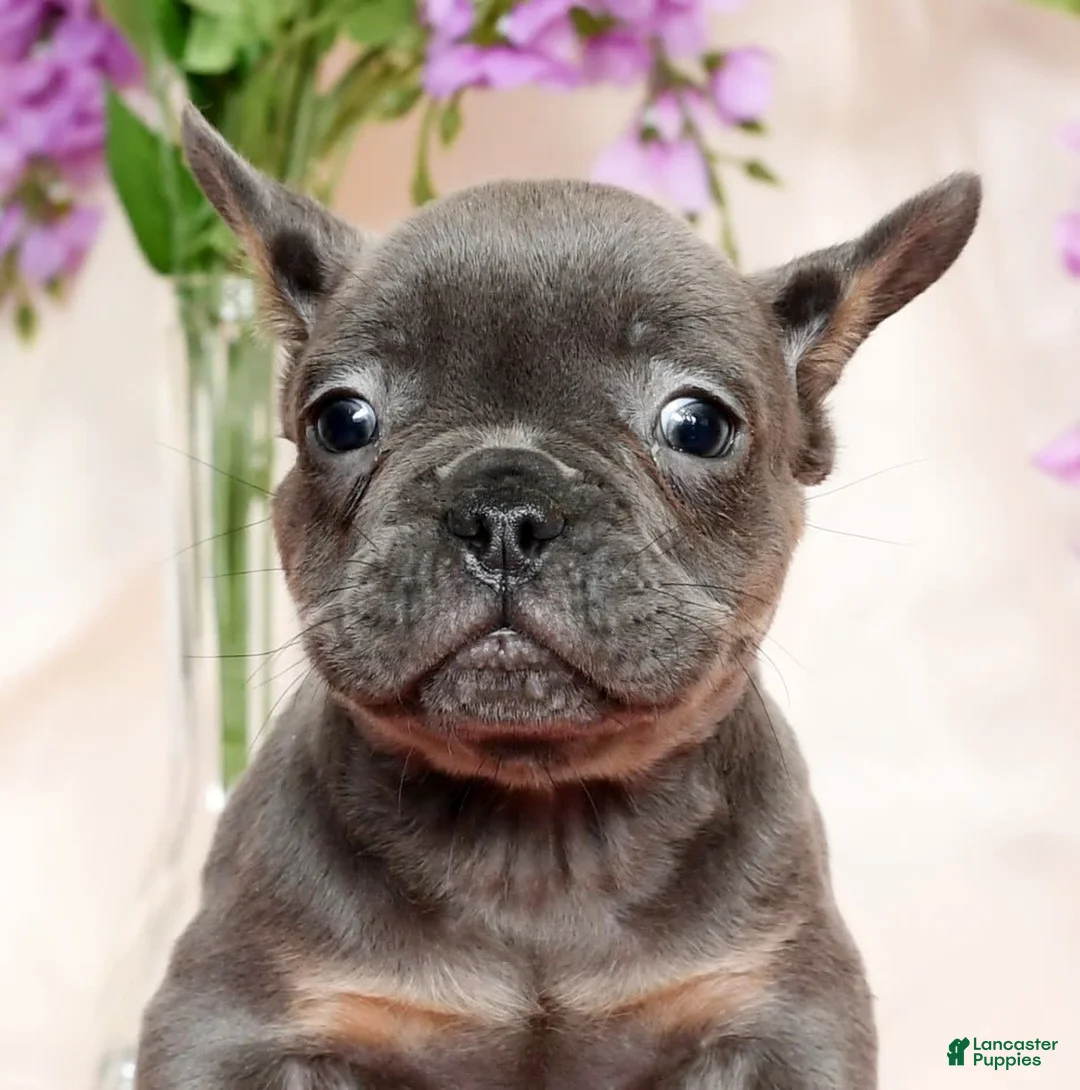French Bulldog dogs for sale: Shawn - Ad 3