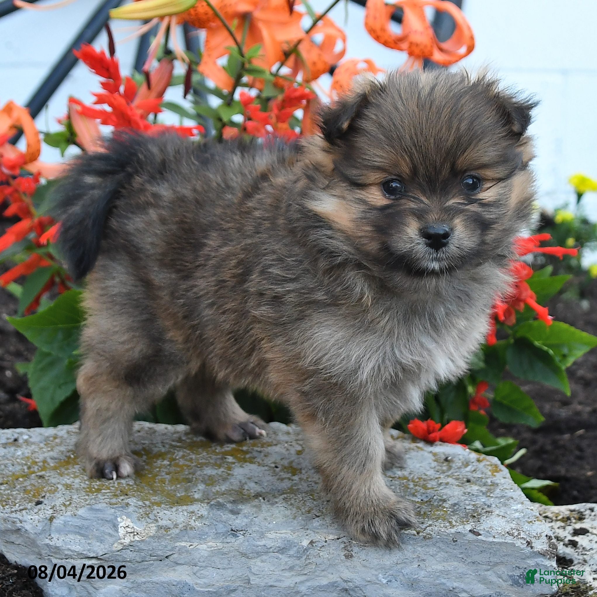 Pomeranian dogs Pixie - Ad 2