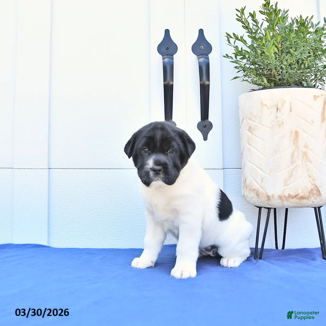 Mini Hippo dogs for sale: Rosie - Ad 2