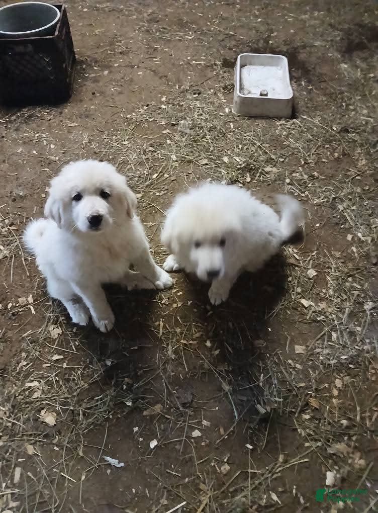 Great Pyrenees dogs Great Pyrenees Puppy 2 - Ad 4