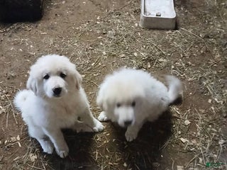 Great Pyrenees dogs Great Pyrenees Puppy 2 - Ad 8