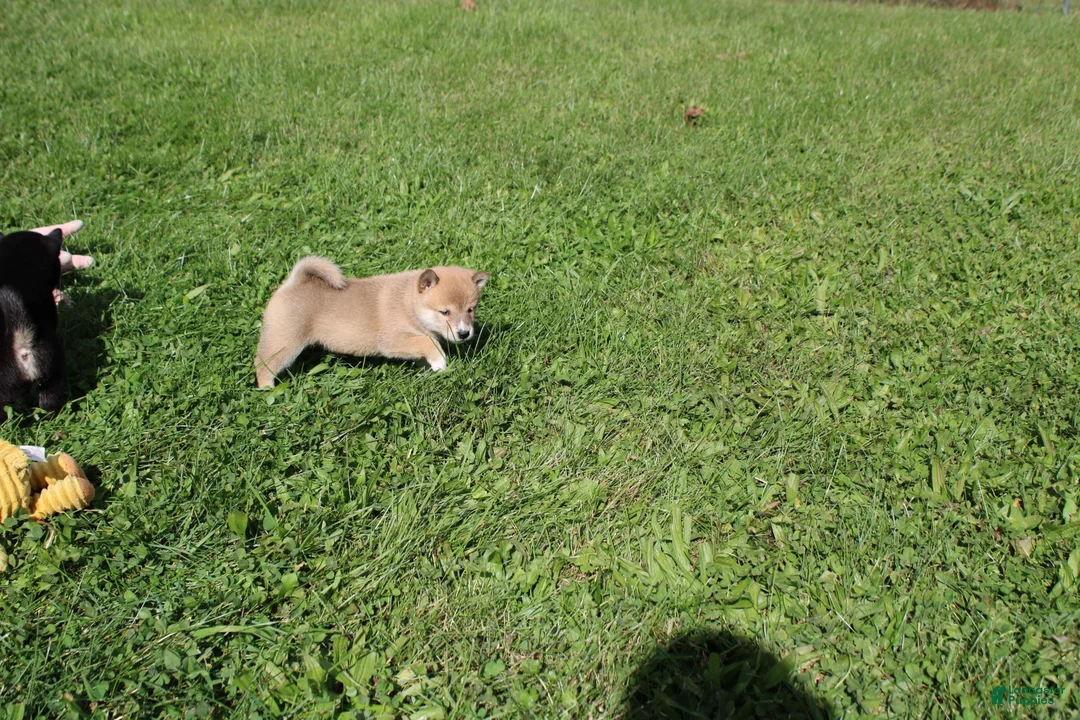 Shiba Inu dogs for sale: Scarf  - Ad 2