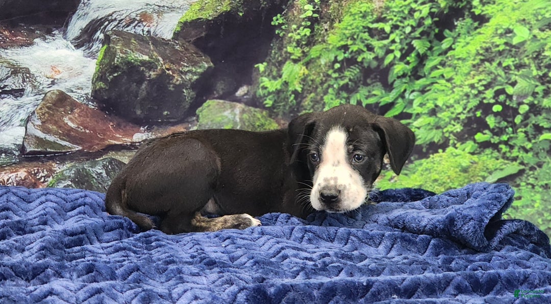 Catahoula Leopard Dog dogs for sale: Luna 2025 Male 1 - Ad 18