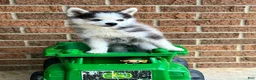 Pomsky dogs for sale: Scout - Ad 9