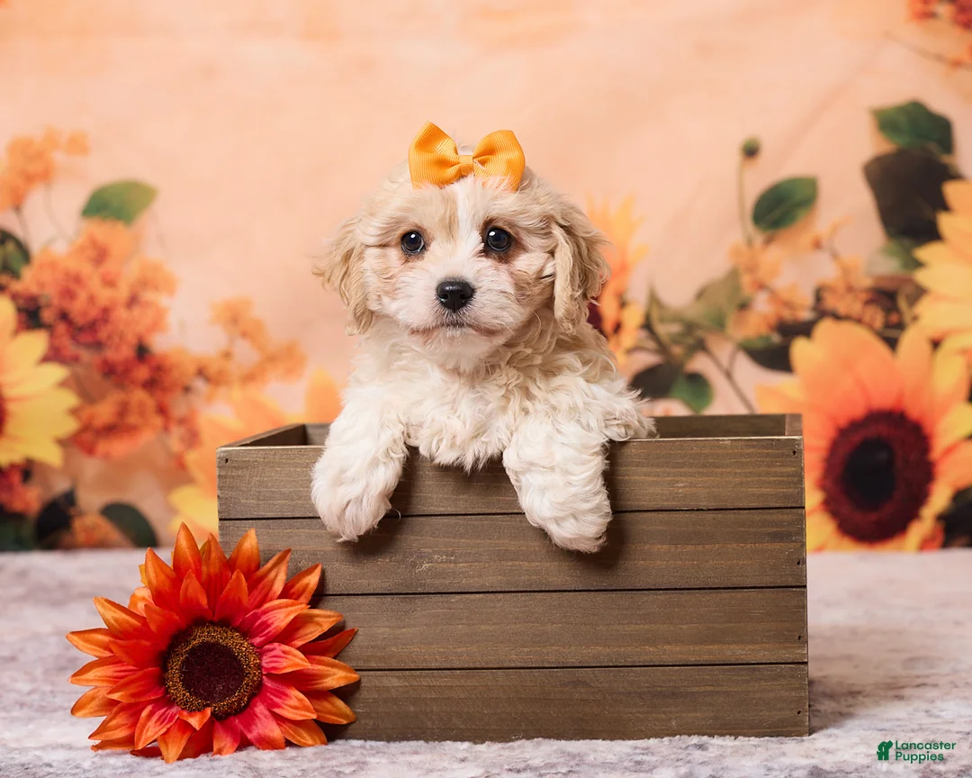 Cavachon dogs for sale: Megan - Ad 1