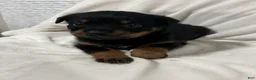 Rottweiler dogs for sale: tiny  - Ad 3