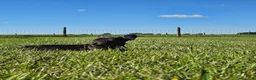 French Bulldog dogs for sale: Coco Boy - Ad 3