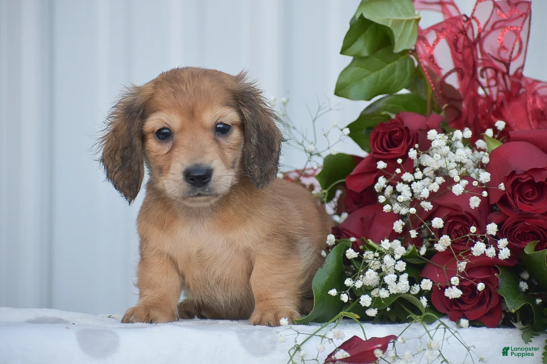 Miniature Dachshund dogs for sale: Arland - Ad 1
