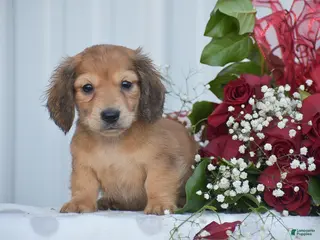 Miniature Dachshund dogs Arland - Ad 26