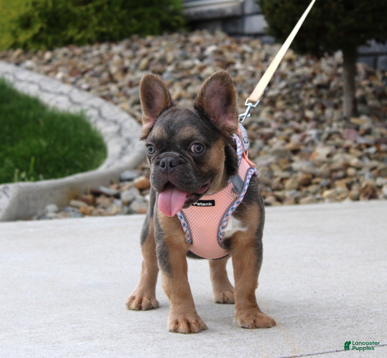 French Bulldog dogs Jana - Ad 1