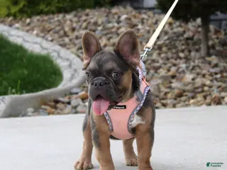 French Bulldog dogs Jana - Ad 1