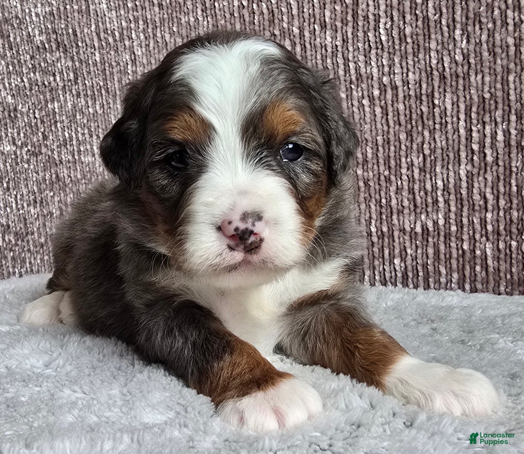 Mini Bernedoodle dogs for sale: Mini Sophie - Ad 5