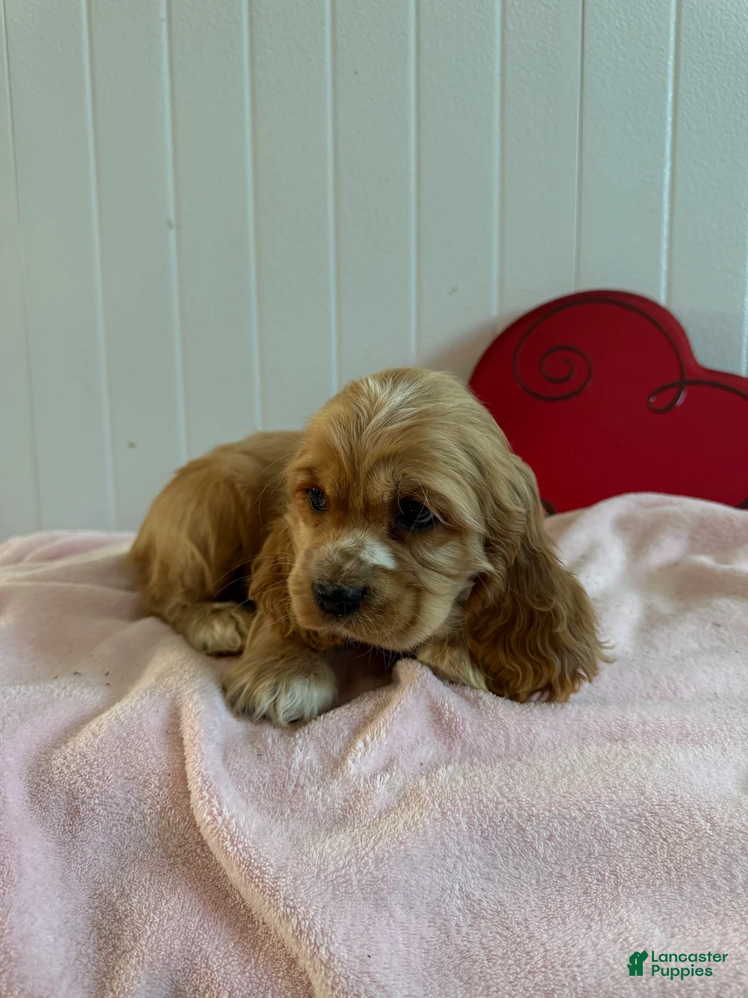 Cocker Spaniel dogs for sale: Alvin - Ad 2