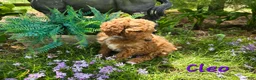 Goldendoodle dogs for sale: Goldendoodle Puppy 11 - Ad 2