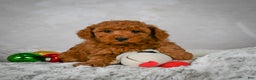Miniature Poodle dogs for sale: Conner - Ad 3
