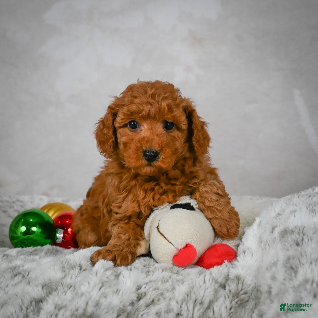 Miniature Poodle dogs for sale: Conner - Ad 3